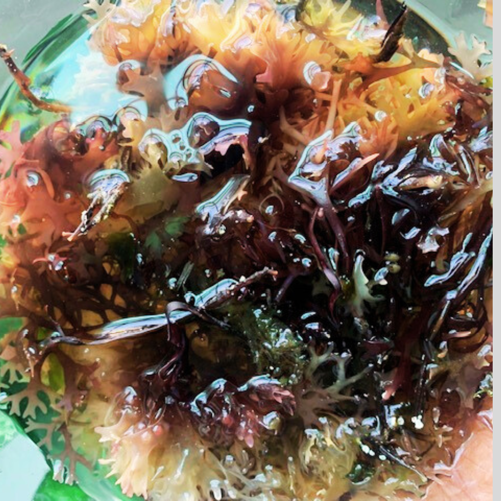 Seamoss Gel (16 oz Mason Jar)